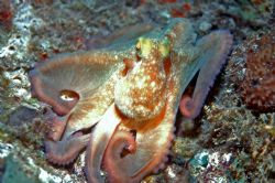 This octopus was taken on a wreck in Barbados on a night ... by Tom Blackburn 